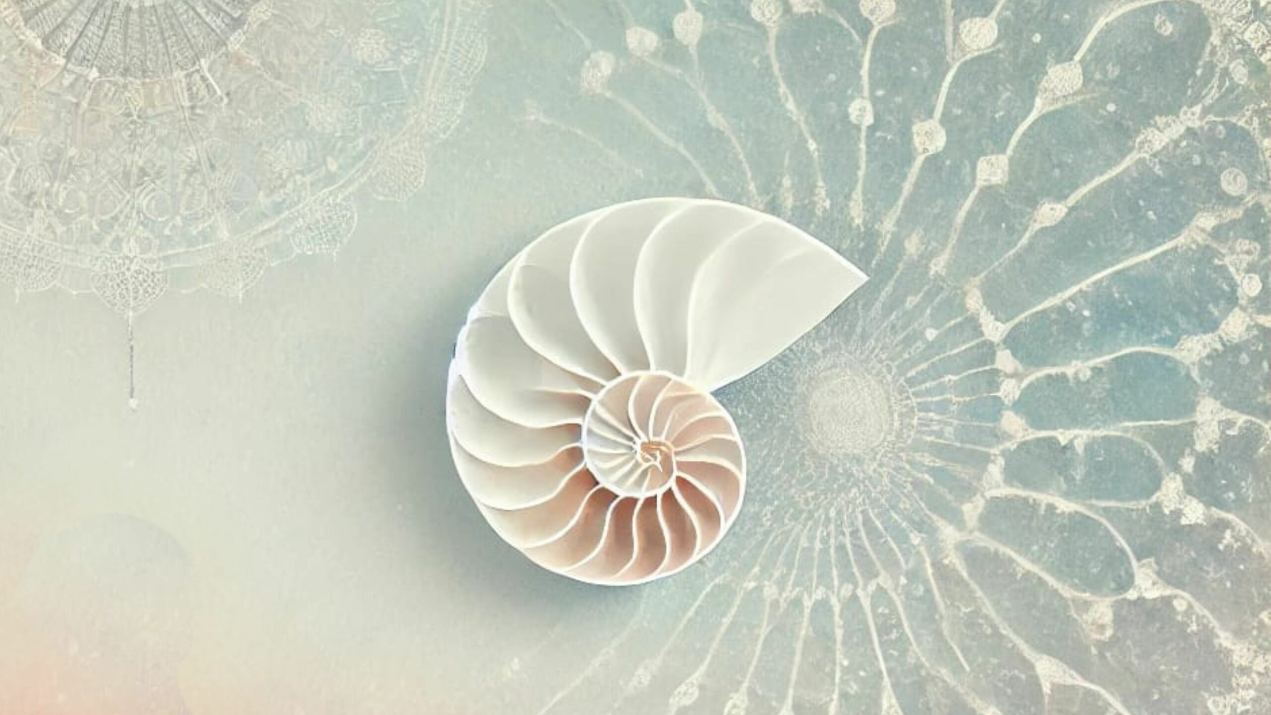 nautilus